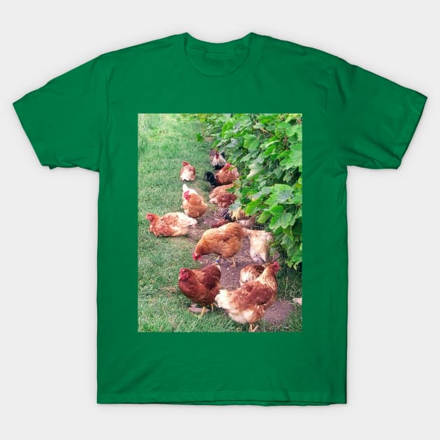 Vineyard With Chickens T-Shirt by Hajarsdeco